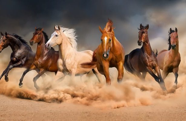 Alondra vivía en el último pueblo antes del bosque sin nombre, un rincón del mundo que muchos evitaban y del cual sólo se hablaba en susurros. Tenía doce años, una mirada que parecía contener preguntas sin respuesta, y un colgante antiguo que su abuela le había dejado antes de desaparecer misteriosamente una década atrás. FOTOS: iStockphoto
