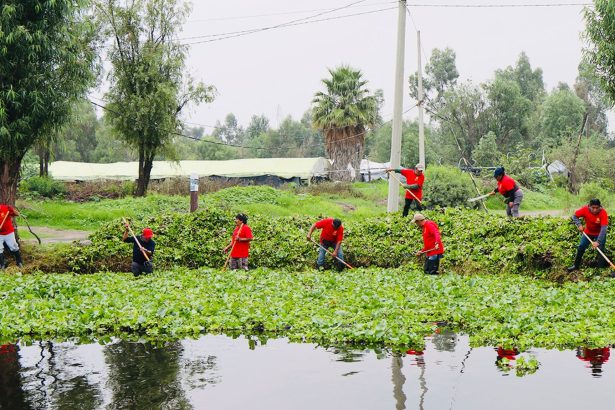 La alcaldesa Circe Camacho Bastida, la Alcaldía Xochimilco puso en marcha un programa intensivo de limpieza de canales y retiro de lirio acuático, como parte de una estrategia integral para recuperar el sistema de canales de la zona chinampera.
