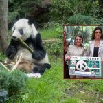 La jefa de Gobierno, Clara Brugada Molina encabezó la develación del billete de la Lotería Nacional “Panda Xin Xin 35 años” con lo que se otorga un reconocimiento a la osa gigante de 35 años de edad –equivalentes a más 100 de humano–, siempre viviendo en el Zoológico de Chapultepec. FOTOS: Especial