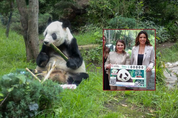La jefa de Gobierno, Clara Brugada Molina encabezó la develación del billete de la Lotería Nacional “Panda Xin Xin 35 años” con lo que se otorga un reconocimiento a la osa gigante de 35 años de edad –equivalentes a más 100 de humano–, siempre viviendo en el Zoológico de Chapultepec. FOTOS: Especial